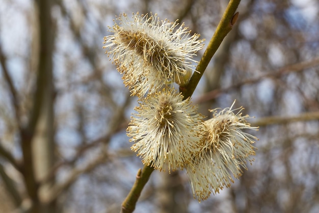 Die Weide lat Salix blüht die Ohrringblütenstände sind aufgeblüht