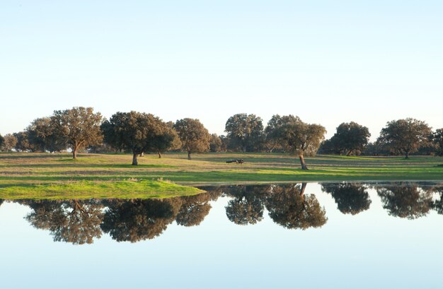 Die Weiden von Extremadura in Spanien