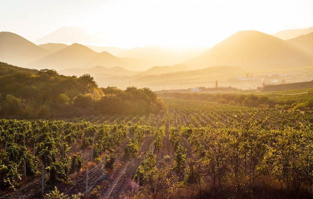 Die Weinberge bei Sonnenuntergang