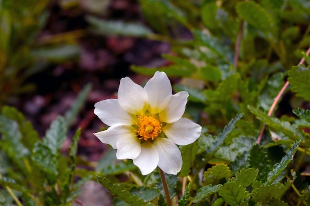 Die weiße Blume blüht im Frühling oder Sommer auf der Wiese