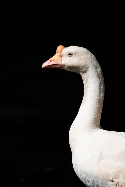 Die weiße Gans im Portrait