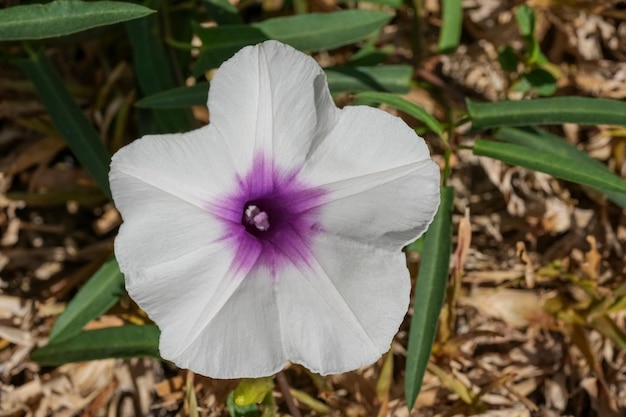 Die weiße Morning Glory blüht am Gartenmorgen