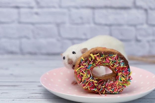 Foto die weiße ratte schnüffelt und isst einen süßen bunten donut. nicht auf diät. geburtstag.