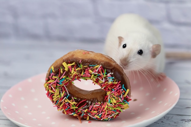 Foto die weiße ratte schnüffelt und isst einen süßen bunten donut. nicht auf diät. geburtstag.