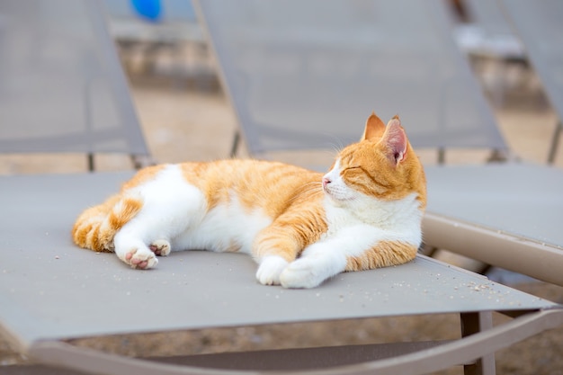 Die weiße und rote Katze liegt am Strand auf einer Liege am Ufer