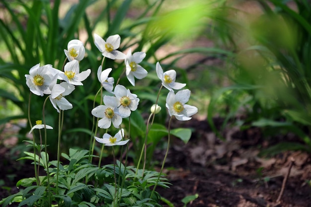 Die weißen Blüten der Iris kommen aus dem Garten.