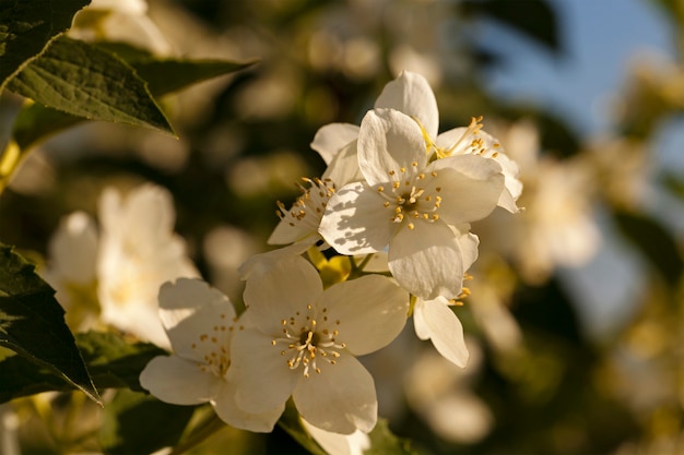 Die weißen Blüten eines Jasmins, fotografiert von einer Nahaufnahme