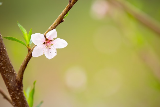 Foto die weißen blüten im frühlingston.