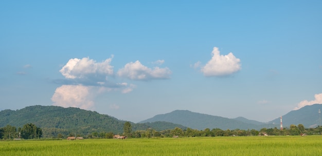 Die weißen Wolken haben eine merkwürdige Form. Reisfeld und Berg mit copyspace