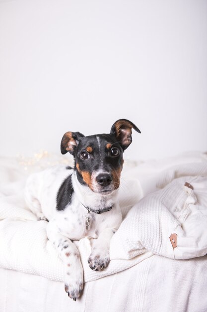 Die Welpenrasse Jack Russel Terrier liegt auf einer weißen Decke