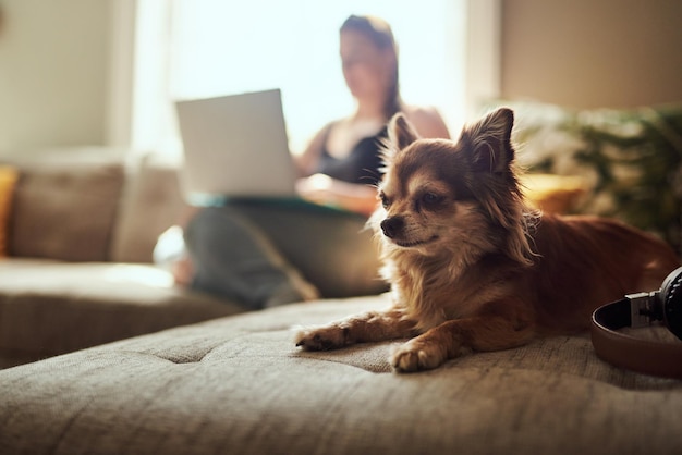 Die Welt ist so viel niedlicher mit Chihuahuas in ihnen Aufnahme eines Chihuahuas, der auf dem Sofa sitzt, mit einer Frau, die im Hintergrund einen Laptop benutzt