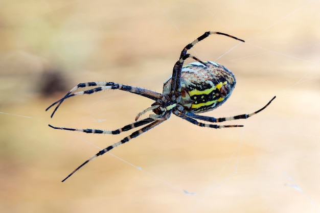 Die Wespenspinne Argiope bruennichi ist eine in ganz Europa verbreitete Art der Radnetzspinne