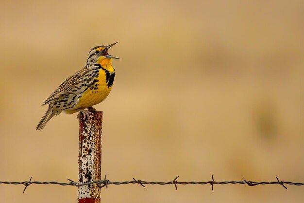 Die Western Meadowlark singt auf einem Stacheldrahtzaun im Malheur National Wildlife Refuge