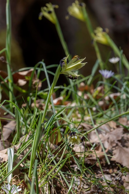 Die wilde Iris Iris tuberosa mit gelben Blüten wächst in ihrem natürlichen Lebensraum