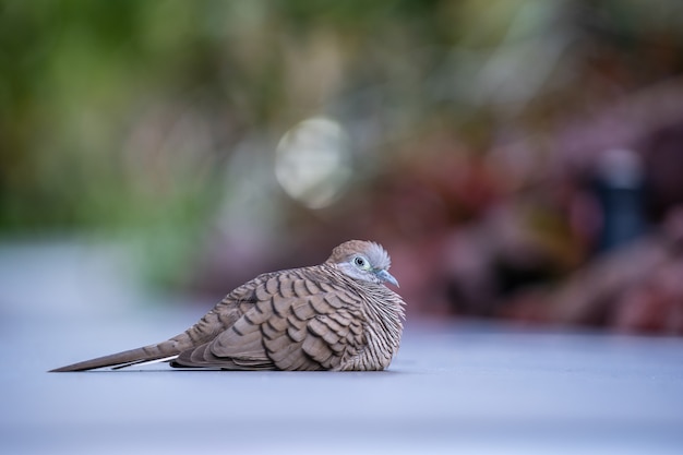 Die wilde Taube oder Spilopelia chinensis oder Perlhalstaube oder gefleckte Turteltaube