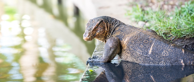 Die Wildwassermonitoreidechse