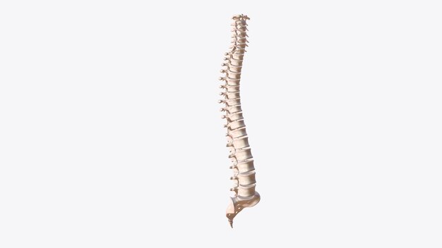 Die Wirbelsäule besteht aus einer Reihe von etwa 33 Knochen, die Wirbel genannt werden und durch Wirbelscheiben getrennt sind