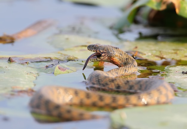 Die Würfelnatter (Natrix tessellata) hat einen Fisch gefangen