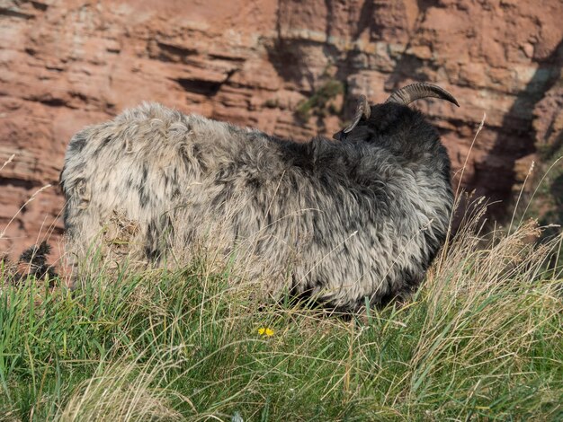 Foto die wunderschöne insel helgoland