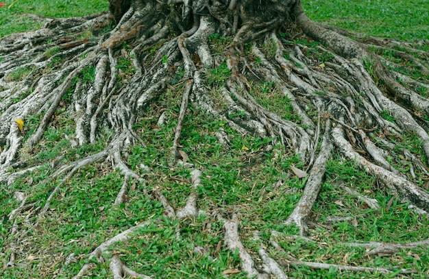 Die Wurzel des Baumes im grünen Gras