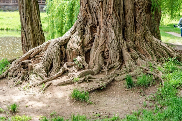 Foto die wurzel des riesigen baumes mystisches foto