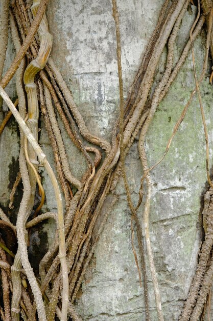 die Wurzeln der Reben, die sich um den Baum winden.