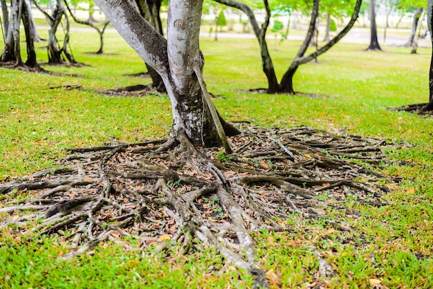 Foto die wurzeln des banyanbaumes