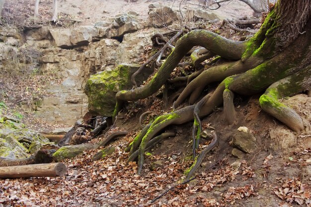 Die Wurzeln des großen alten Baumes Bergwald