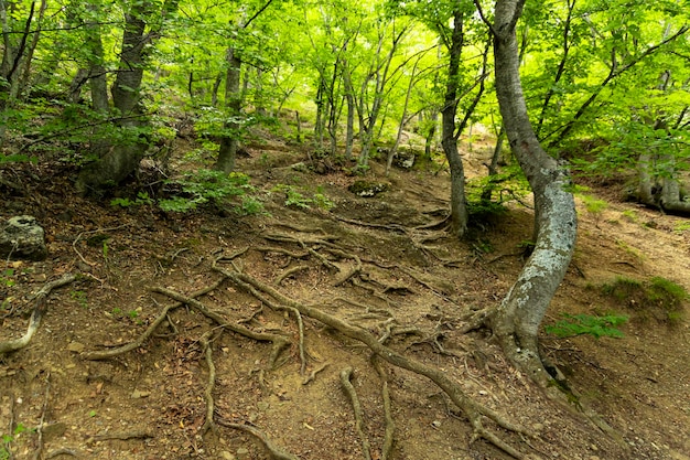 Die Wurzeln einer Eiche auf einem steilen Aufstieg entlang eines Bergpfades in den Bergen