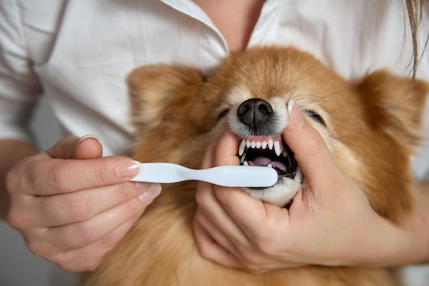 Die Zahnbürste reinigt sanft die Reißzähne des deutschen Spitz von einem Tierarzt in der Klinik