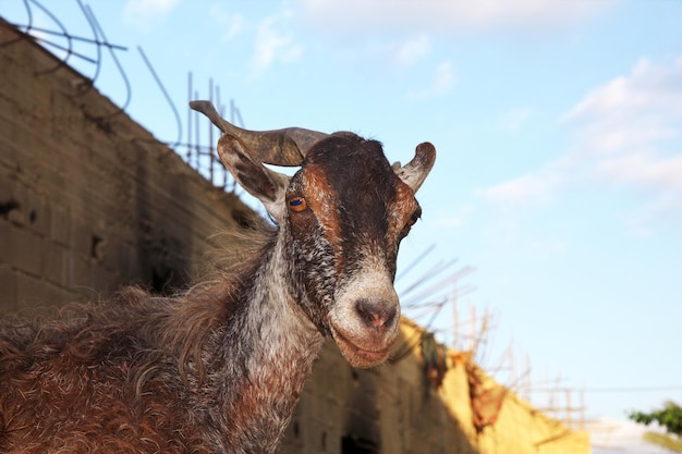 Die Ziege in Hadibo Socotra Insel Indischer Ozean Jemen