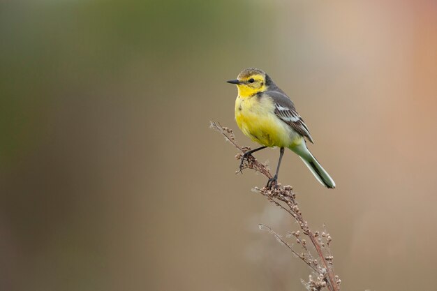 Die Zitrinstelze Motacilla citreola ist ein kleiner Singvogel aus der Familie der Motacillidae