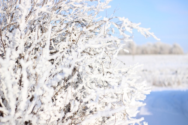 Die Zweige eines Busches in der Kälte an einem klaren und sonnigen Tag Zweige im Frost