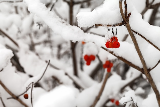 Die Zweige mit Früchten von rotem Viburnum sind mit Schnee bedeckt