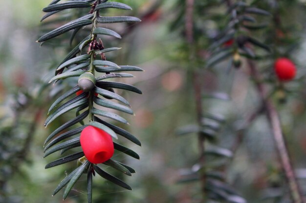 Foto die zweige und beeren der eibe makro rote beeren der eibe auf einem hintergrund