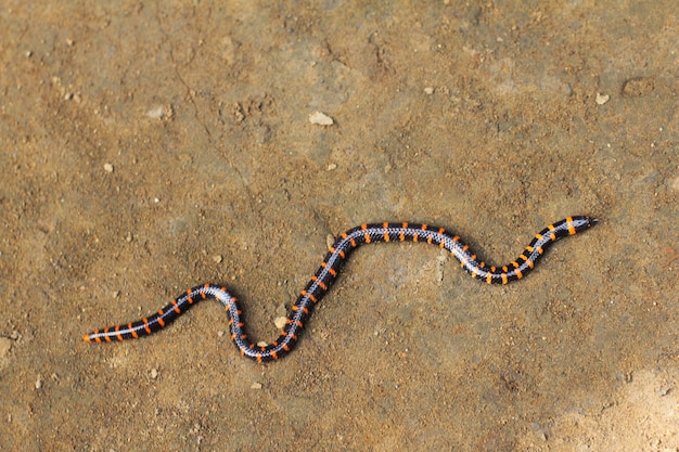 Die zweiköpfige Schlange oder Pfeifenschlange ist eine Art nicht giftiger Schlange, deren Kopf und Schwanz fast gleich sind