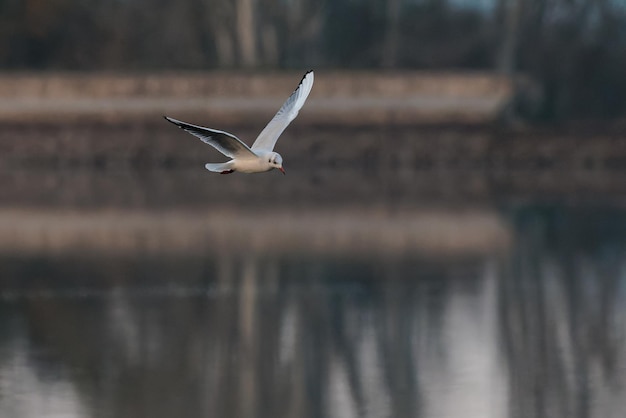 Die Zwergmöwe Larus fuscus