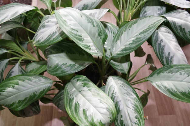 Foto dieffenbachia de planta de casa exótica em vaso close up de folhas verdes de dieffenbachia