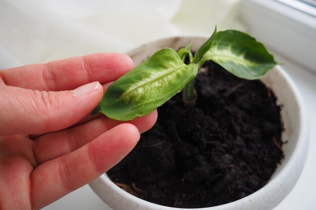 Dieffenbachia dumb cane ou lírio leopardo gênero de plantas tropicais com flores da família Araceae planta ornamental de casa Uma planta jovem transplantada em um vaso de flores Mão de florista