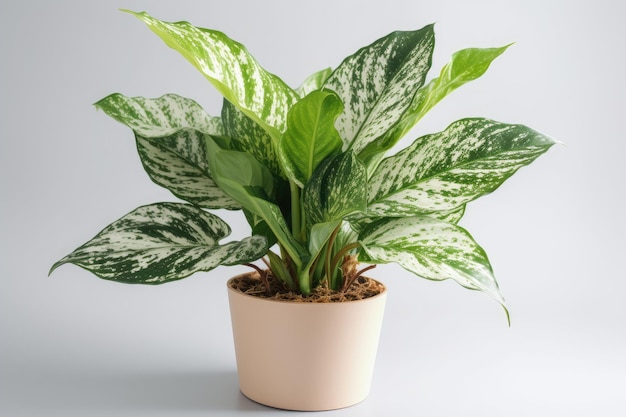 Dieffenbachia em um pote branco sobre um fundo branco Generative AI