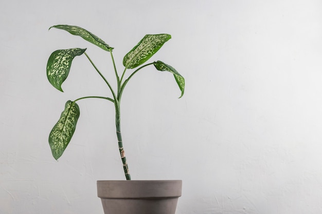 Foto dieffenbachia em uma panela sobre um fundo cinza. folhas verdes em um interior minimalista. fundo com espaço de cópia