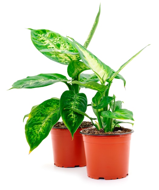 Dieffenbachia oder Dumb Cane