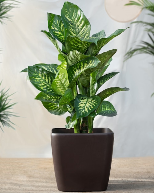 Dieffenbachia Pflanze im schwarzen Topf