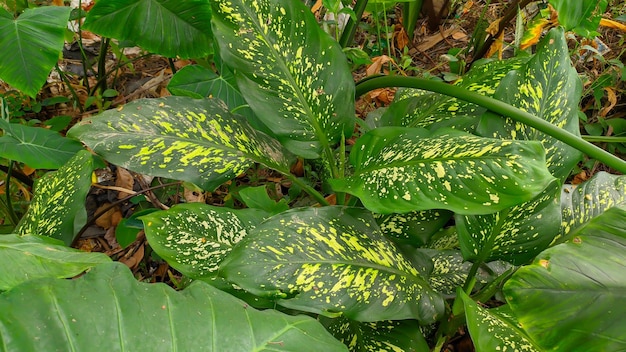 Dieffenbachia picta planta wutah arroz sri fortuna