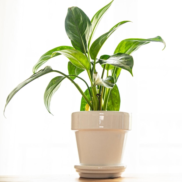 dieffenbachia planta de interior grandes hojas verdes siempre verde flor de interior en una maceta sobre la mesa