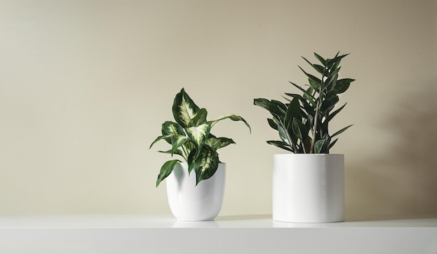 Dieffenbachia y Zamioculcas