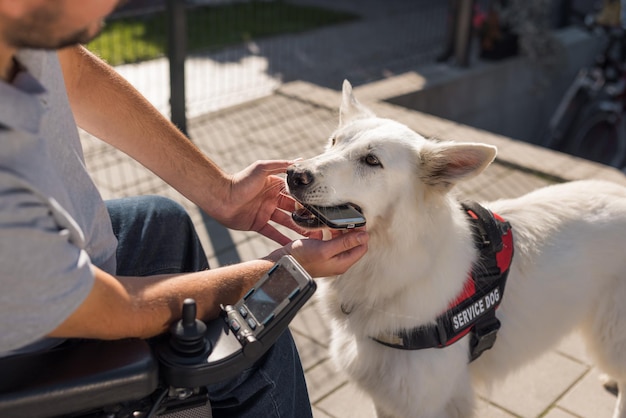 Diensthund schöner Schweizer Schäferhund, der dazu ausgebildet ist, alltägliche Aufgaben für seinen behinderten Besitzer zu erledigen