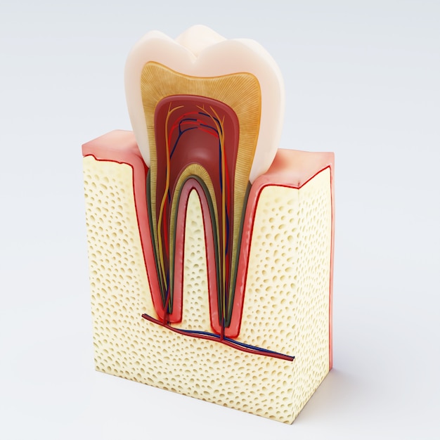 Foto diente humano ilustración digital de la sección transversal de los dientes en aislados. representación 3d