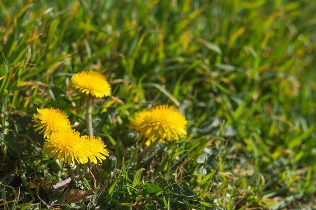 Diente de león amarillo en el campo de hierba verde Foto de primer plano de flor con bokeh