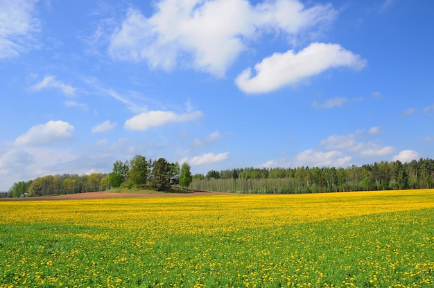 Diente de león amarillo campo primavera ir prados amarillos